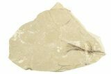 Detailed Fossil Feather - Green River Formation, Utah #242704-1